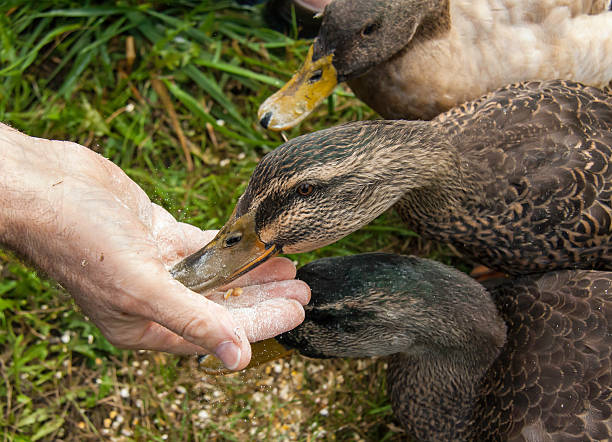 istock Ducks Eating Out of a Man's Hand 464847536