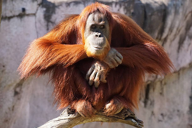 Perched Orangutan stock photo