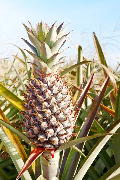 Pineapple with plant in the field