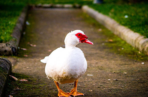 istock White and red duck in the park 464847682