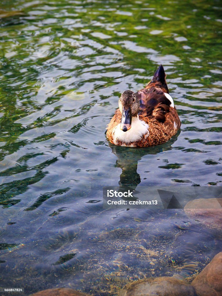 Female mallard duck Female mallard duck swimming in a pond in Morocco 2015 Stock Photo