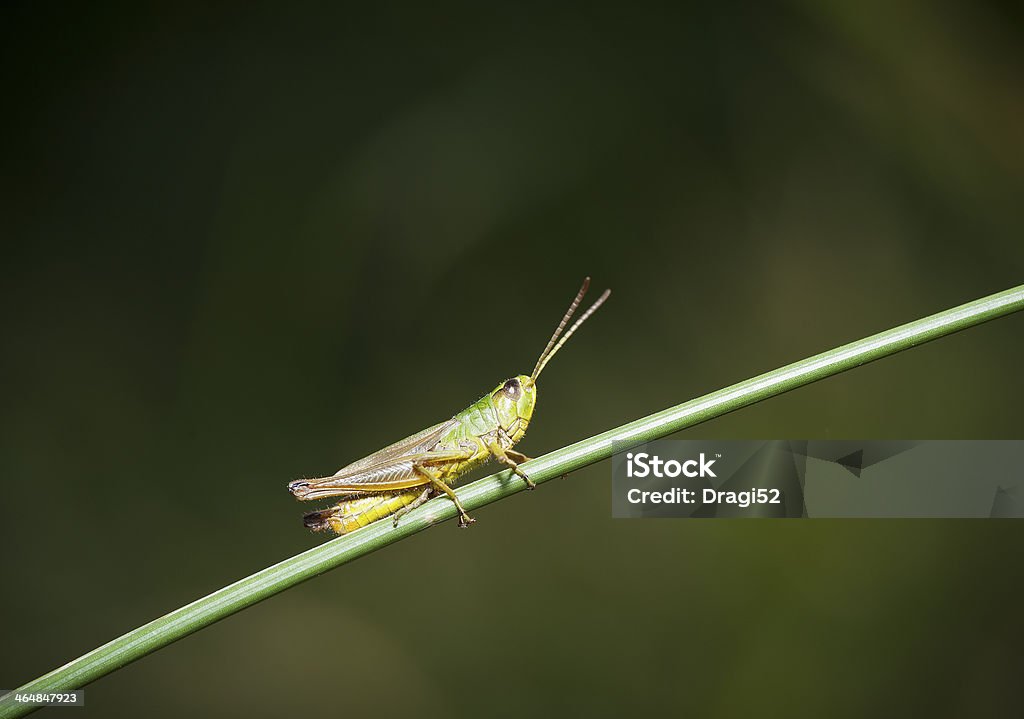 Saltamontes descansar en el césped - Foto de stock de Aire libre libre de derechos