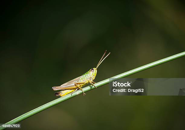 Saltamontes Descansar En El Césped Foto de stock y más banco de imágenes de Aire libre - Aire libre, Ala de animal, Animal