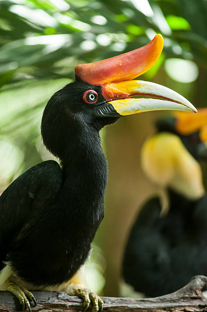 istock Rhinoceros Hornbill (Buceros rhinoceros) in Southern, Indonesia 464849032