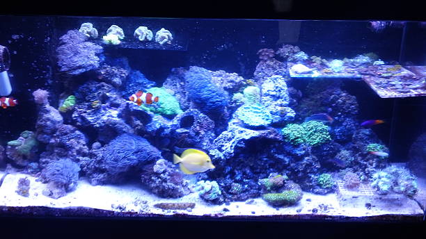 istock saltwater reef tank 90g 464849134