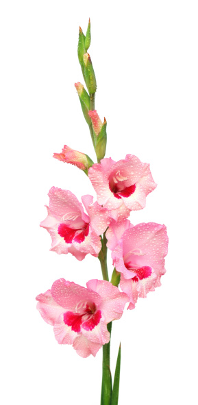 Closeup of pink gladiolus flower over white background
