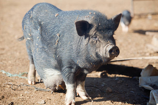 istock Vietnamese mature female pig 464850006