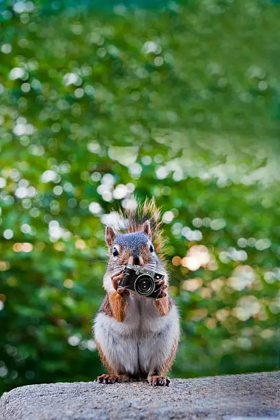 Photo of Red squirrel and camera