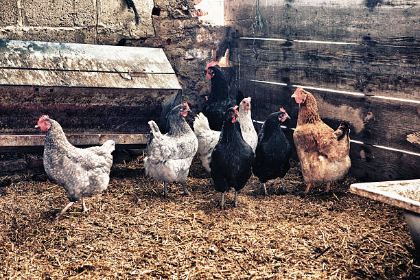 istock Hens and roosters at hen house 464850092