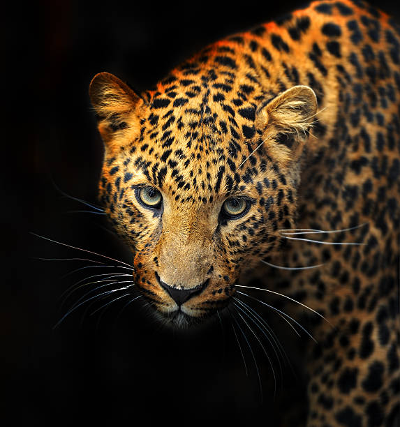 istock Portrait of leopard 464852115