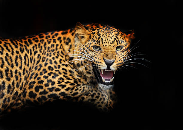 istock Portrait of leopard 464852175