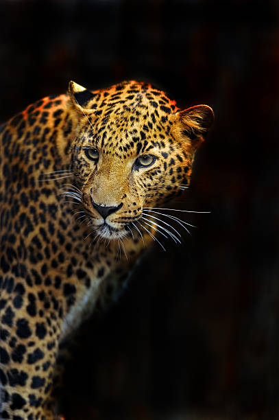 istock Portrait of leopard 464852181