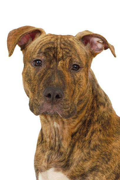 istock Staffordshire terrier dog 464852385