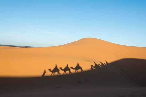 Camel shadows on the sand dune in Sahara desert A shadow of camels on the Sahara Desert tunisia sahara douz stock pictures, royalty-free photos & images