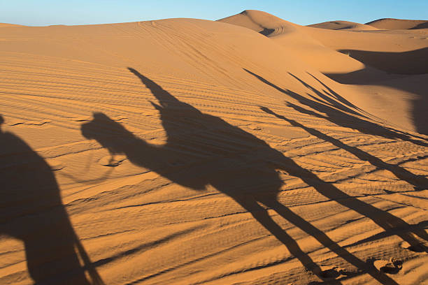 istock Camel shadow on the sand dune in Sahara Desert 464852464