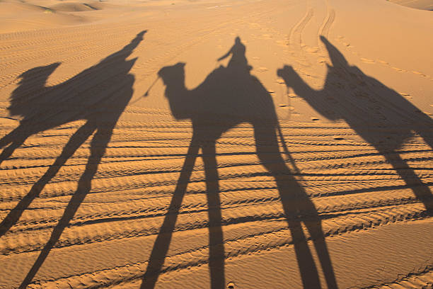istock Camel shadow on the sand dune in Sahara Desert 464852466