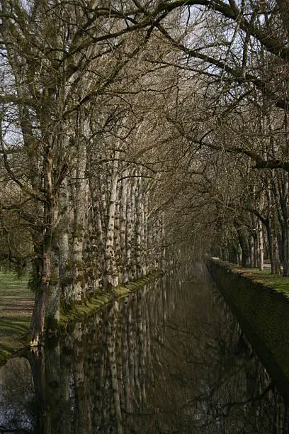Stream bordered by hundreds of trees around the Chateau de Chenonceaux, in the Loire (France)