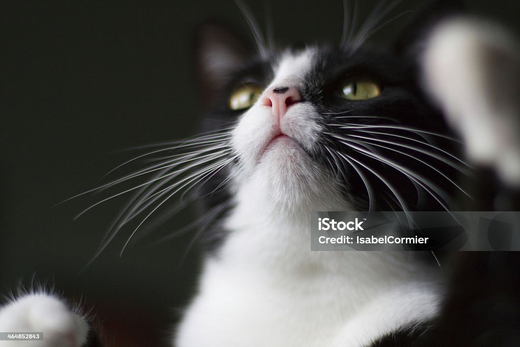 Gato blanco y negro - Foto de stock de Con manchas libre de derechos