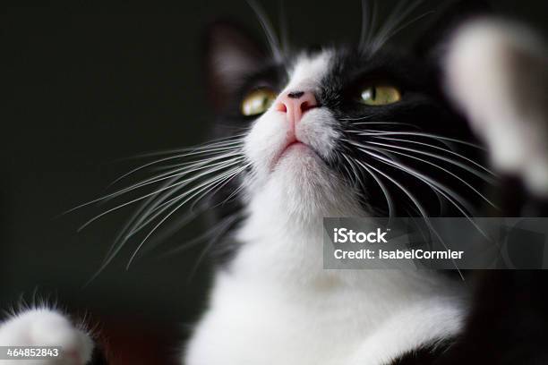 Gato Blanco Y Negro Foto de stock y más banco de imágenes de Con manchas - Con manchas, Felino salvaje, Foco - Luz eléctrica