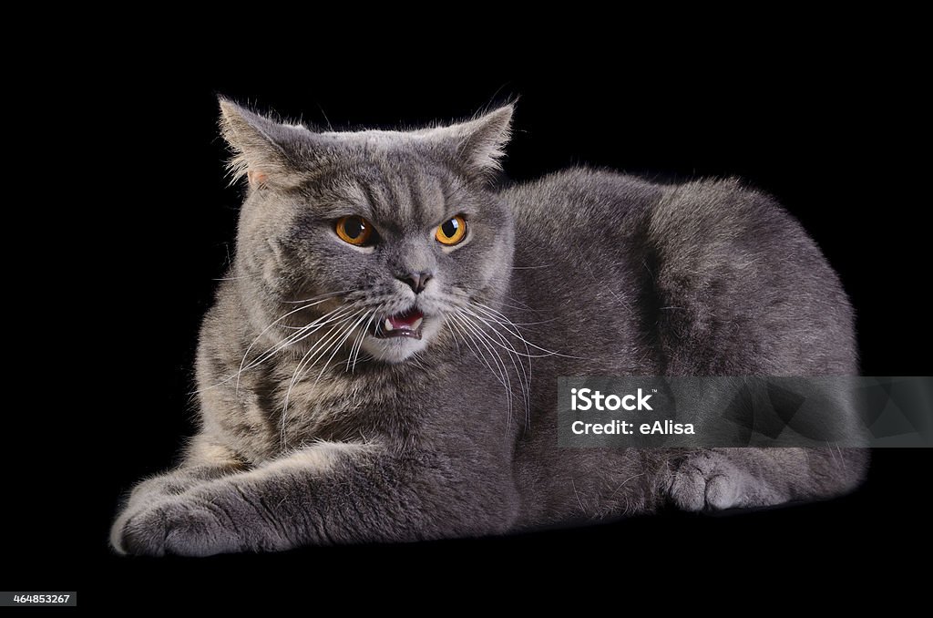 Angry cat Angry gray cat with orange eyes on a black background Aggression Stock Photo