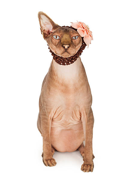 istock Funny Cat Wearing Flower Headband 464853360