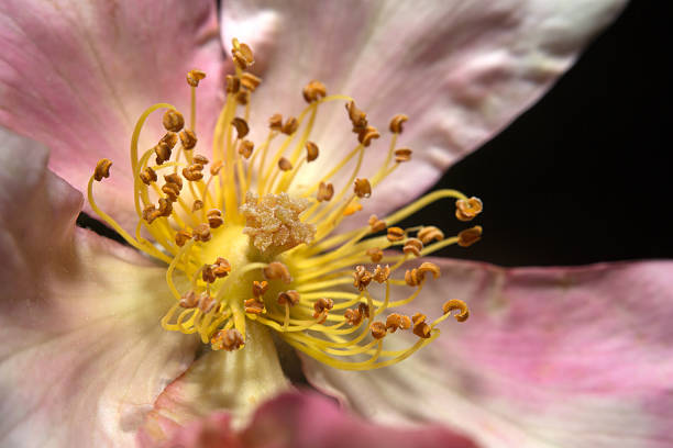 istock Pink and white flower with exposed pistils 464853376
