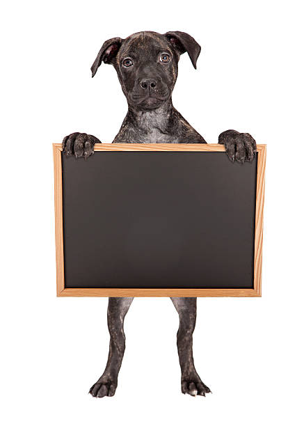 istock Brindle Puppy Standing Holding Blank Chalkboard 464853380