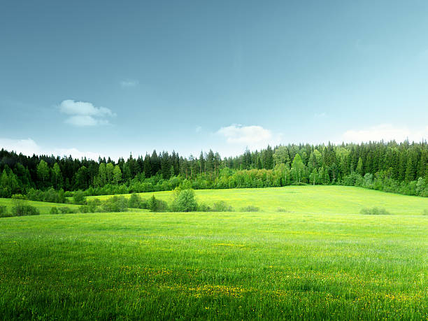 istock field of grass and perfect sky 464853914