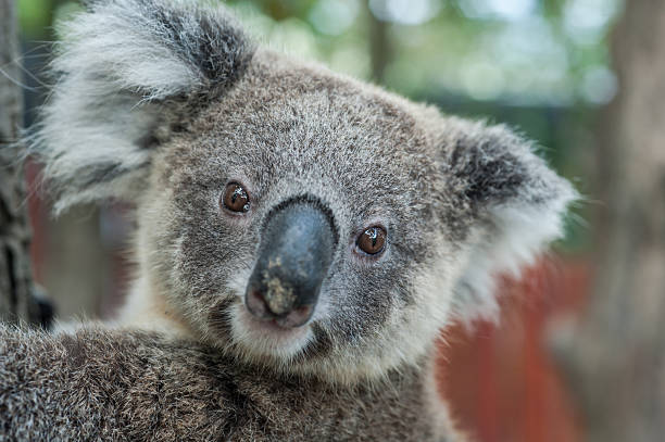 istock australian koala sit on tree, Sydney, NSW, australia. exotic ico 464854074