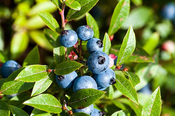 istock Blueberries bunch of 10 464854110