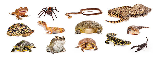 Group of Exotic Pets Composite of exotic pets including geckos, tarantula, snakes, turtles, toads, salamander, skink and scorpion desert snake stock pictures, royalty-free photos & images
