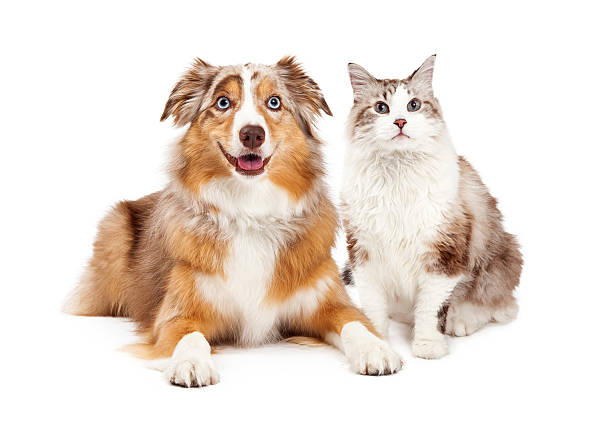 katze und hund gemeinsam glücklich - australian shepherd stock-fotos und bilder