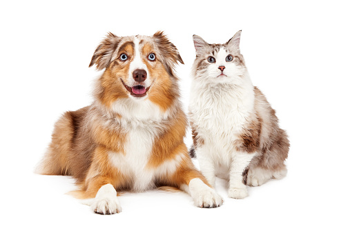 A cute cat and happy Australian Shepherd dog, sitting together