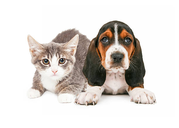 istock Basset Hound Puppy and Kitten 464856714