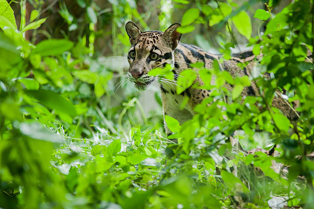 Portrait of Beautiful Clouded Leopard (Neofelis Nebulosa)