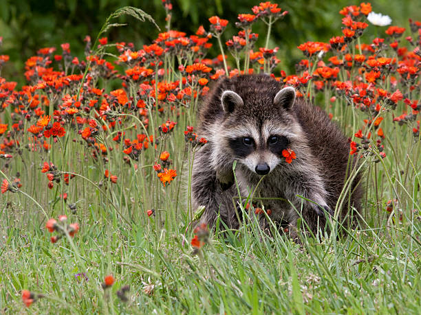 istock Young Raccoon Posing in Orange Flowers 464857202