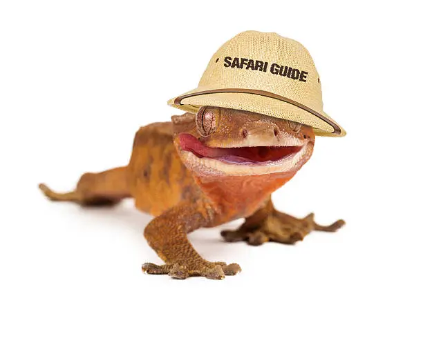 A funny crested gecko wearing a safari guide hat