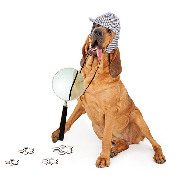 Bloodhound Dog Tongue Hanging Out A Bloodhound dog dressed as a detective with a magnifying glass looking at paw prints bloodhound stock pictures, royalty-free photos & images