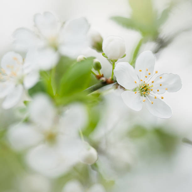 blossom de primavera - cross procesed fotografías e imágenes de stock