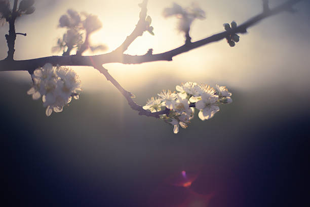 blossom de primavera - cross procesed fotografías e imágenes de stock