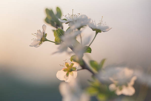 blossom de primavera - cross procesed fotografías e imágenes de stock
