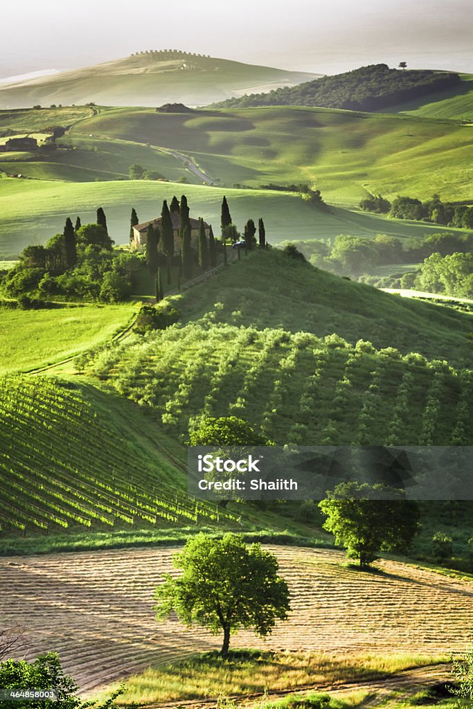 Farm of olive groves and vineyards Farm of olive groves and vineyards. Tuscany Stock Photo