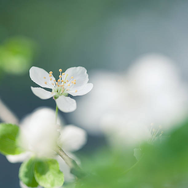 blossom de primavera - cross procesed fotografías e imágenes de stock