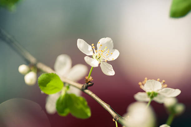 blossom de primavera - cross procesed fotografías e imágenes de stock