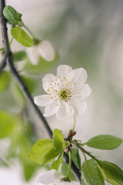 blossom de primavera - cross procesed fotografías e imágenes de stock