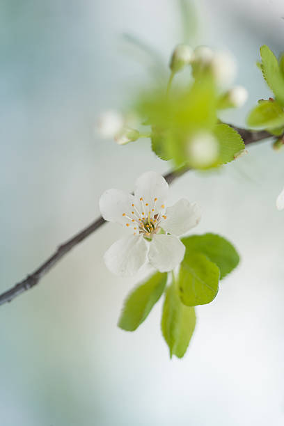 blossom de primavera - cross procesed fotografías e imágenes de stock