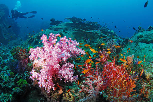 istock Beautiful colorful soft coral with diver, Similan, Thailand. 464858879