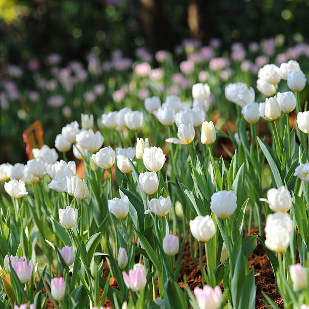 istock colorful tulip on nature background 464859121