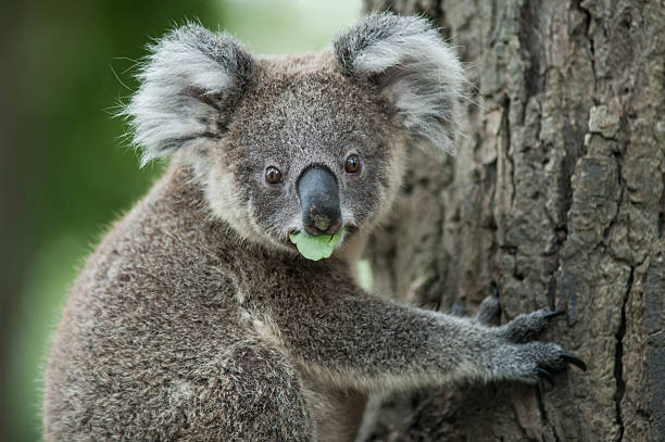 australian koala sedersi su albero, sydney, nsw australia esotica, ico - stuffed animal toy koala australia foto e immagini stock