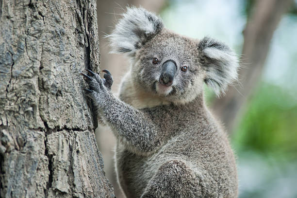 istock australian koala sit on tree, Sydney, NSW, australia. exotic ico 464861362